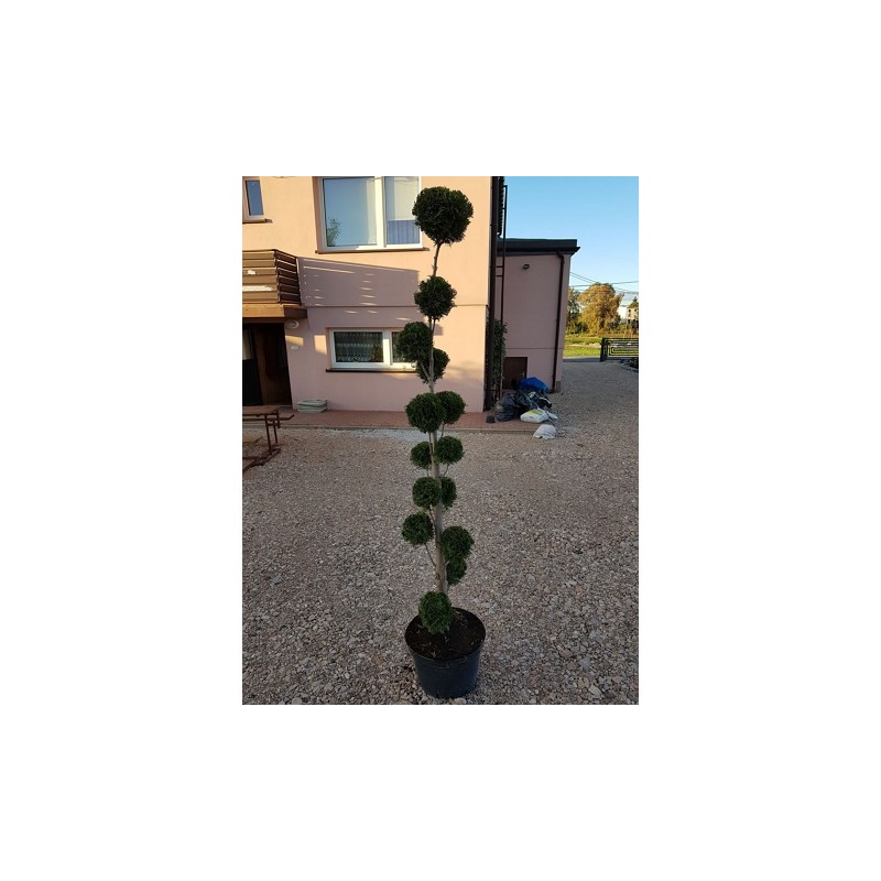 Tuja szmaragd wycięta na bonsai 140 cm