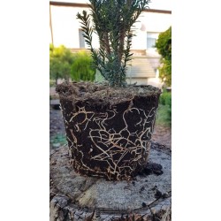 Cis pośredni 'Hillii' 70 cm