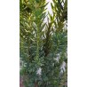 Cis pośredni 'Hillii' 70 cm