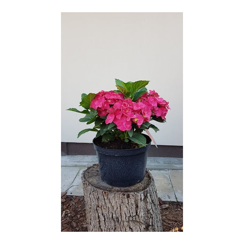Hortensja ogrodowa 'Hot red'