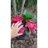 Hortensja ogrodowa 'Hot red'