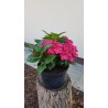 Hortensja ogrodowa 'Hot red'
