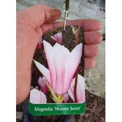 Magnolia pośrednia 'Heaven...