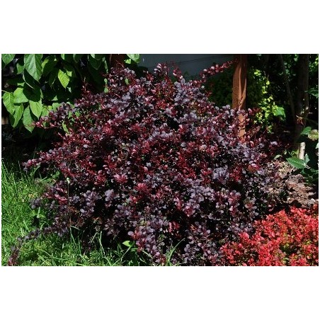 berberys Thunberga 'dart's Red lady' bordo