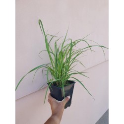 Rozplenica japońska 'Black Beauty'