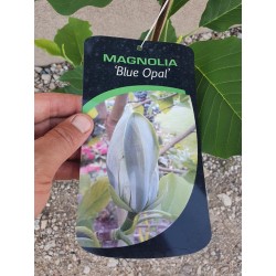 Magnolia Blue Opal
