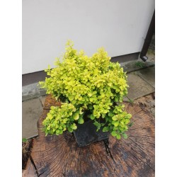 Berberys Thunberga Tiny Gold