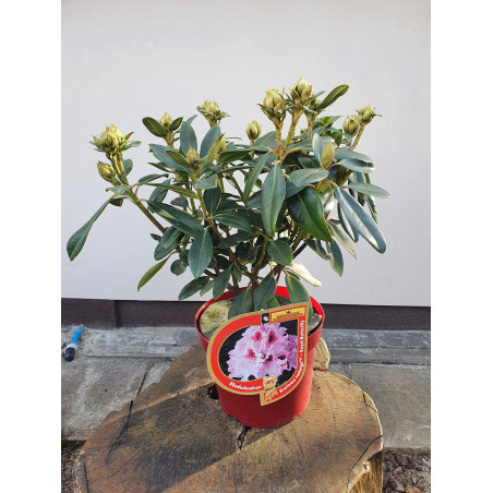 Rododendron różanecznik Królowa Jadwiga