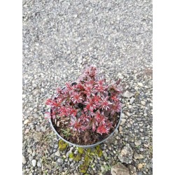 Berberys Thunberga Bagatelle miniatura