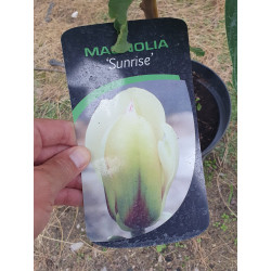 Magnolia soulangeana SUNRISE