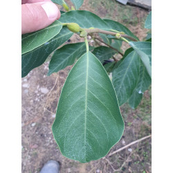 Magnolia soulangeana SUNRISE