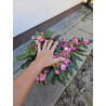 Rododendron różanecznik Królowa Bona