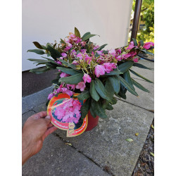 Rododendron różanecznik Królowa Bona