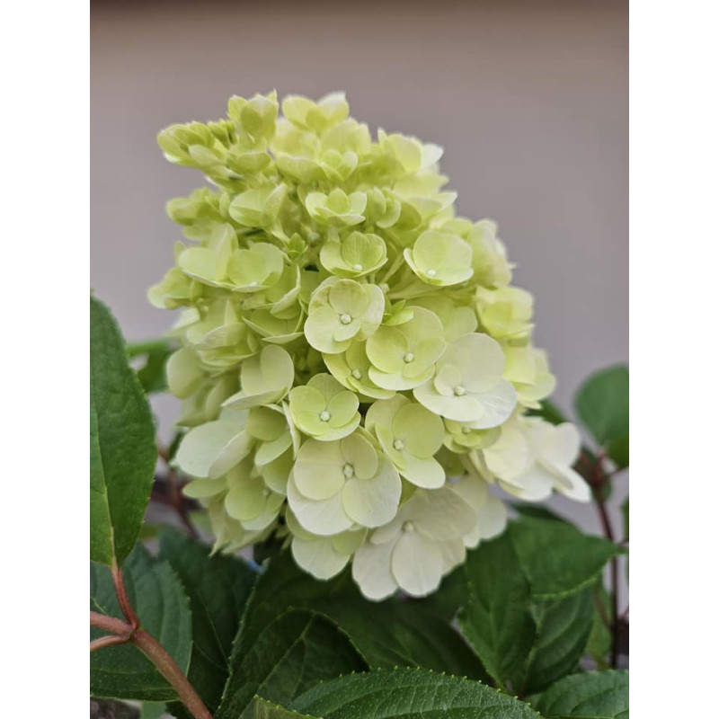 Hortensja bukietowa 'Magical Mont Blanc'