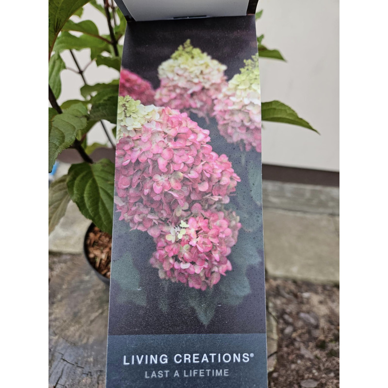 Hortensja bukietowa Living Colourful Cocktail szkółka roślin ozdobnych Piotrków Trybunalski ...