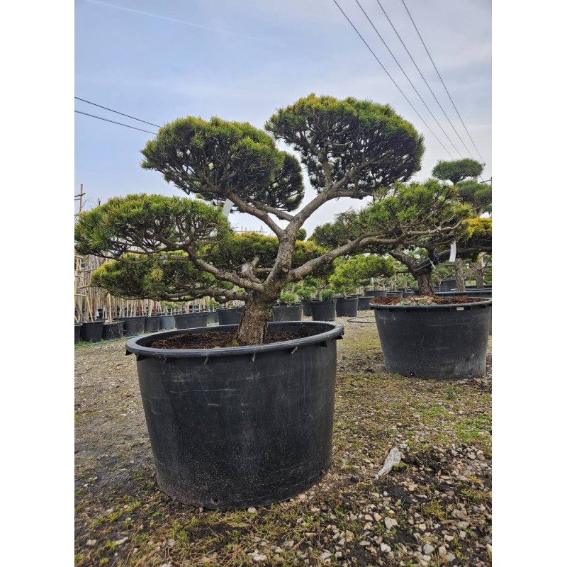 Sosna górska 'Wintergold' BONSAI