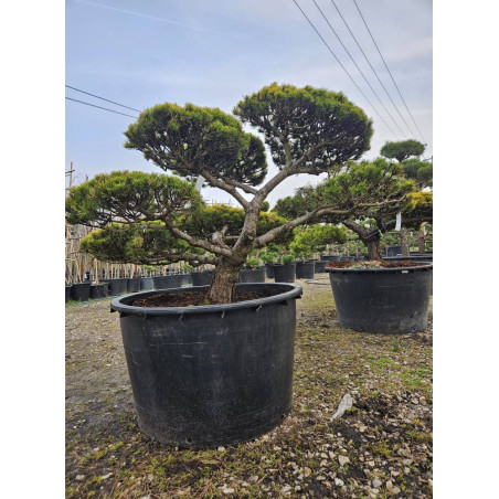 Sosna górska 'Wintergold' BONSAI