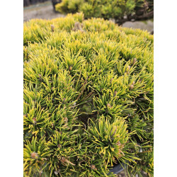 Sosna górska 'Wintergold' BONSAI