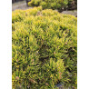 Sosna górska 'Wintergold' BONSAI