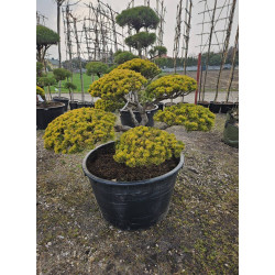Sosna górska 'Wintergold' BONSAI