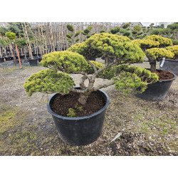 Sosna górska 'Wintergold' BONSAI