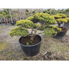 Sosna górska 'Wintergold' BONSAI