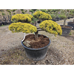 Sosna górska 'Wintergold' BONSAI