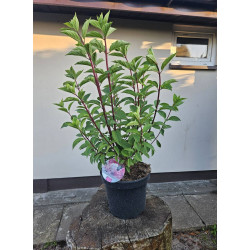 Hortensja bukietowa Vanille Fraise