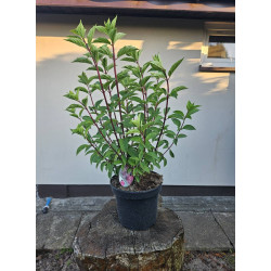 Hortensja bukietowa Vanille Fraise