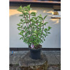 Hortensja bukietowa Vanille Fraise