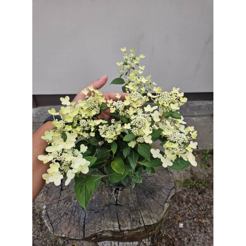 Hortensja bukietowa Polestar