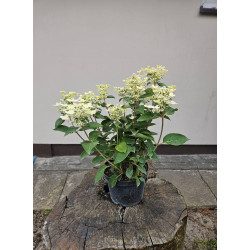 Hortensja bukietowa Polestar