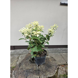 Hortensja bukietowa Polestar