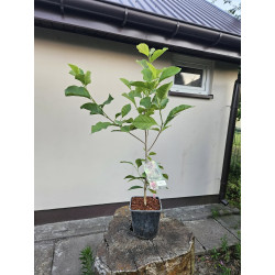 Magnolia genie