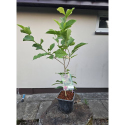 Magnolia genie