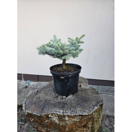 Świerk kłujący 'glauca globosa'