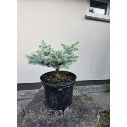 Świerk kłujący 'glauca globosa' szczepiony w kule