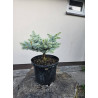 Świerk kłujący 'glauca globosa'