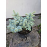 Świerk kłujący 'glauca globosa'