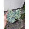 Świerk kłujący 'glauca globosa' szczepiony w kule