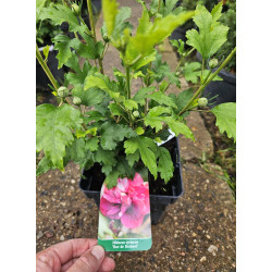 Hibiskus Ketmia syryjska 'Duc de Brabant'