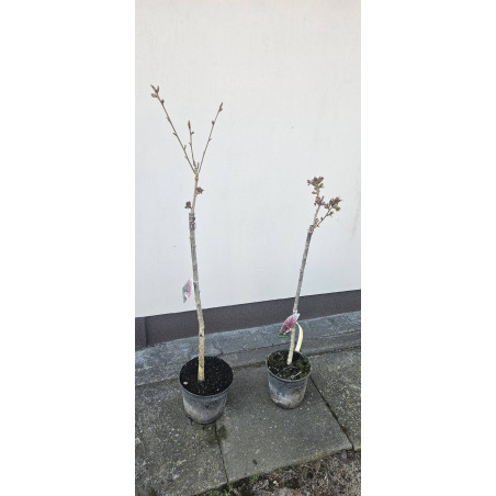 Wiśnia Piłkowana Kanzan na pniu