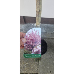 Wiśnia Piłkowana Kanzan na pniu