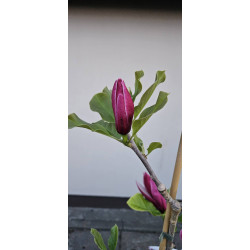 Magnolia march till frots