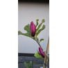 Magnolia march till frots