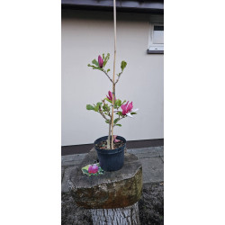 Magnolia march till frots