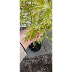 Klon palmowy 'Orange Dream'