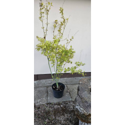 Klon palmowy 'Orange Dream'