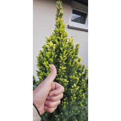 Świerk biały Daisy's White