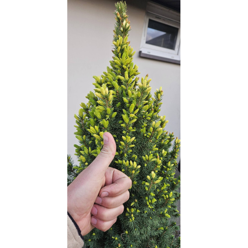 Świerk biały Daisy's White